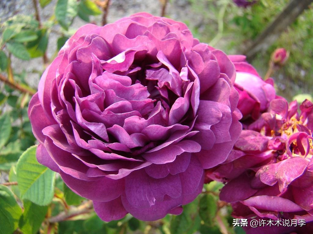 抗性强无刺月季蔷薇品种有哪些,抗性好的切花月季推荐