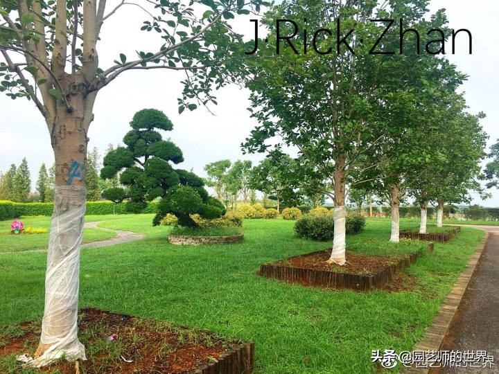 适合北方庭院种植的低矮草坪,家庭庭院怎样混搭种植草坪和蔬菜