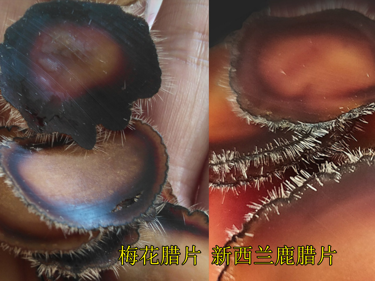 鹿茸片真假的鉴别,真的鹿茸片和假的鹿茸片怎么区分