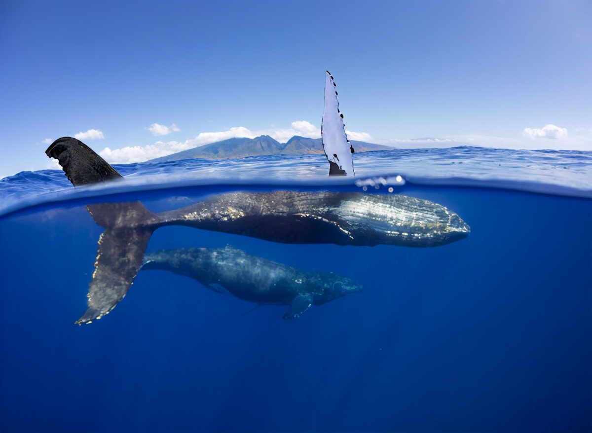 被蓝鲸吞进肚子里会发生什么,座头鲸误吞潜水员
