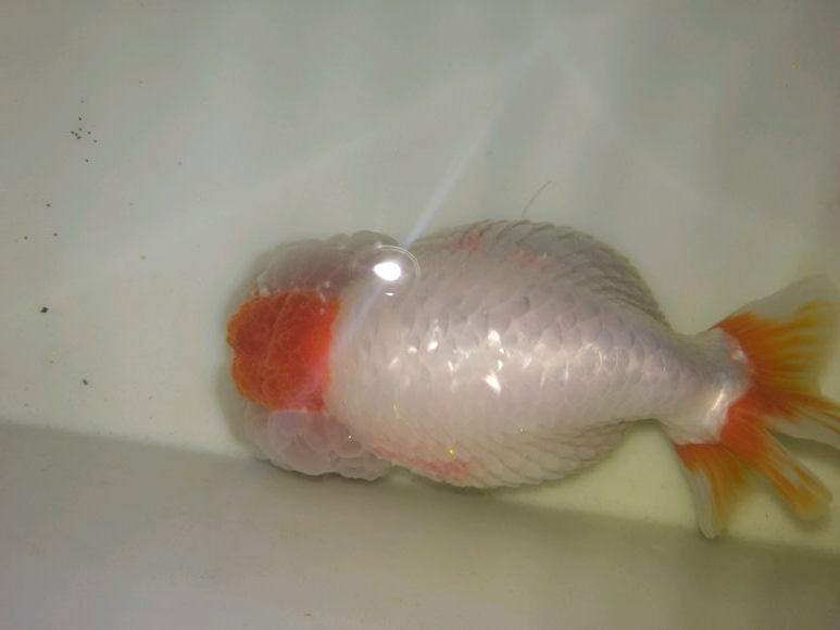 金鱼肚子变大炸鳞是怎么回事,金鱼突然胀肚子炸鳞怎么治疗