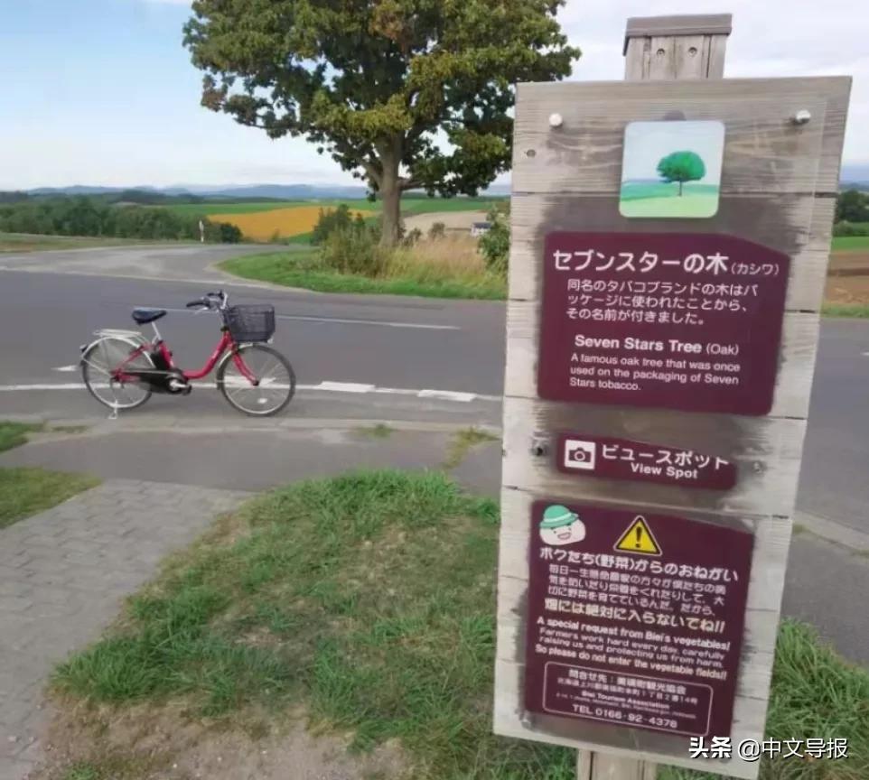 叶晓光:雪之花水木——旭川、美瑛、富良野纪行