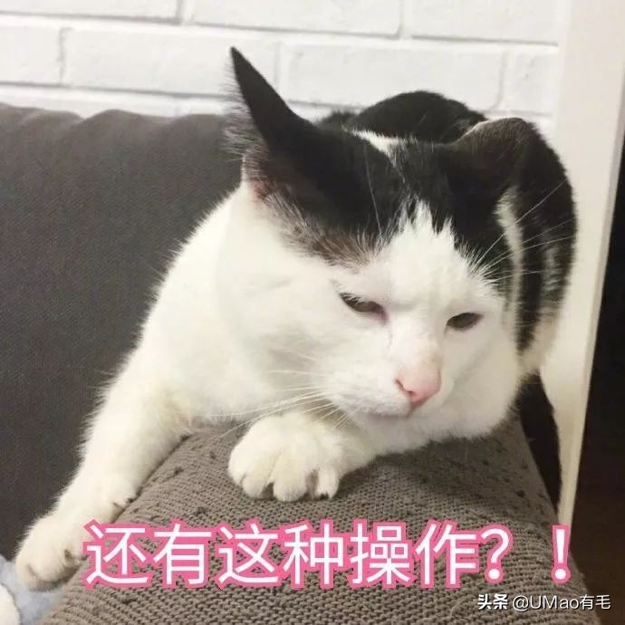 每只猫的名字都能叫出来,一只小公猫的名字