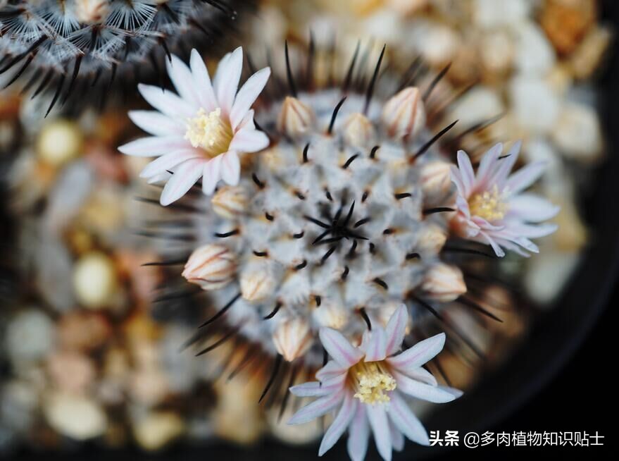 仙人掌突然枯萎死了寓意着什么呢,仙人掌一次浇水多会死吗