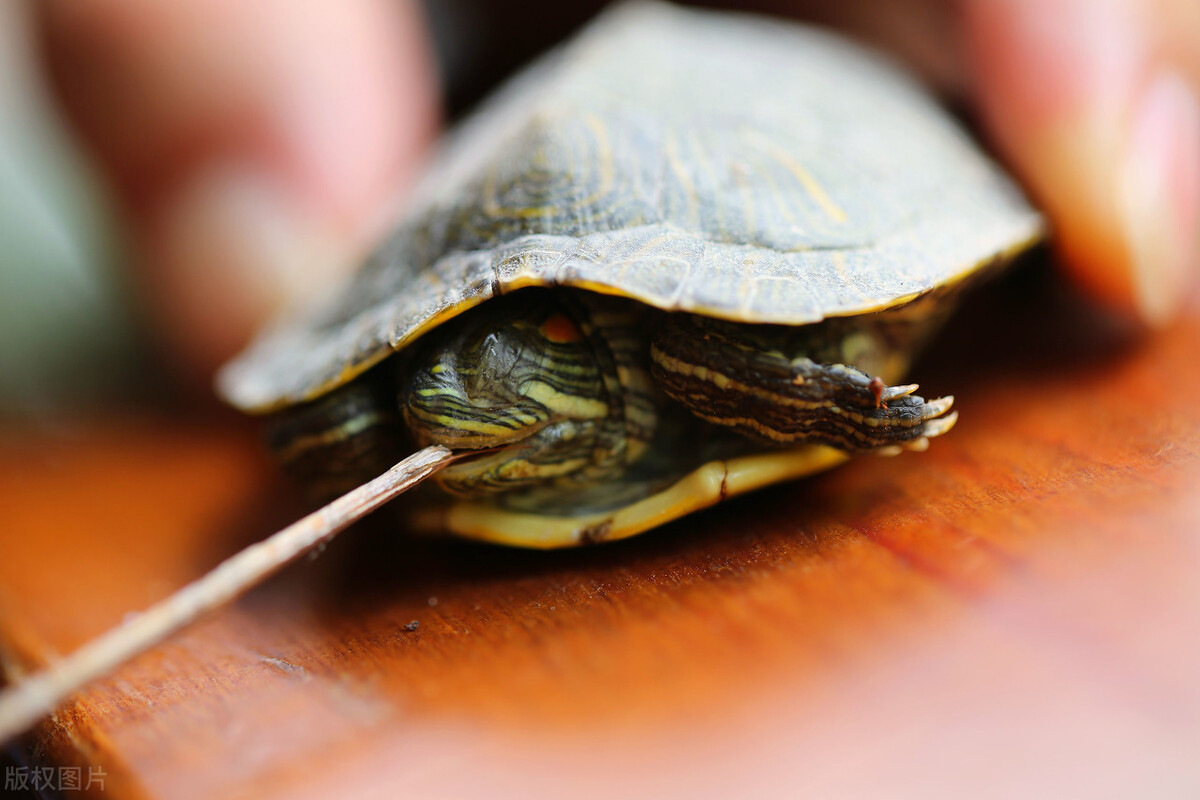 巴西乌龟冬眠结束后怎么处理,轻微腐皮的乌龟能不能冬眠