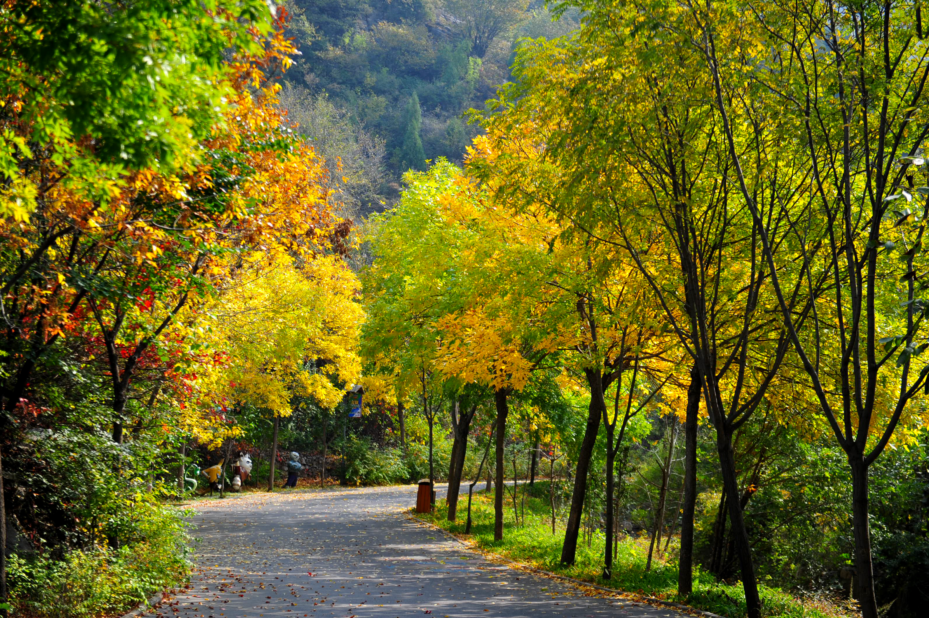木叶动秋声完整视频,木叶动秋