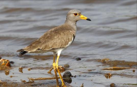 东江揽胜,惠州淡水常见鸟类图谱