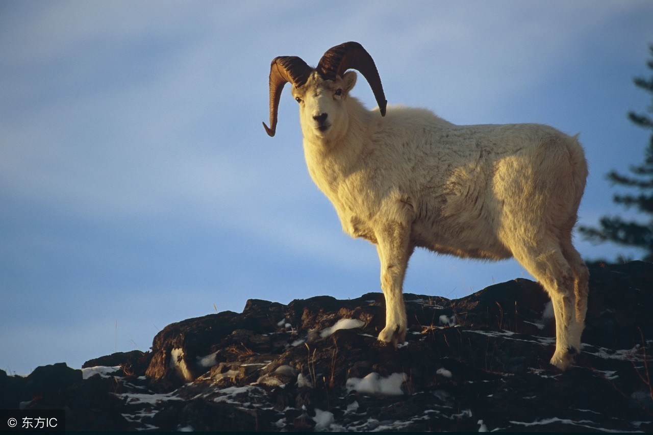 养20只母山羊的前景与利润怎样,养山羊羊羔技术及羊的养殖方法