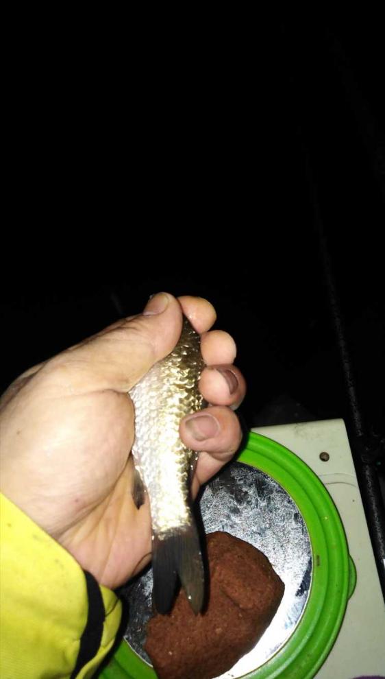 本汀金迦潘强弓评测,本汀金迦潘强弓鱼竿测评