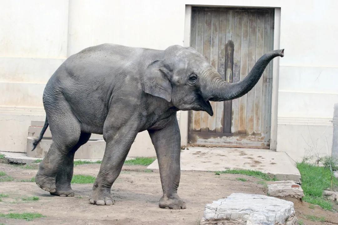 15头亚洲象已抵昆明,15头亚洲象北上昆明