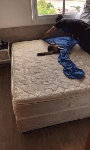 猫和老虎能杂交生育吗,猫和老虎可以生育吗