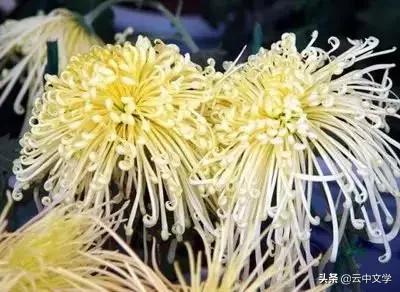 花语大全100种花图片,100种花的花语太全了