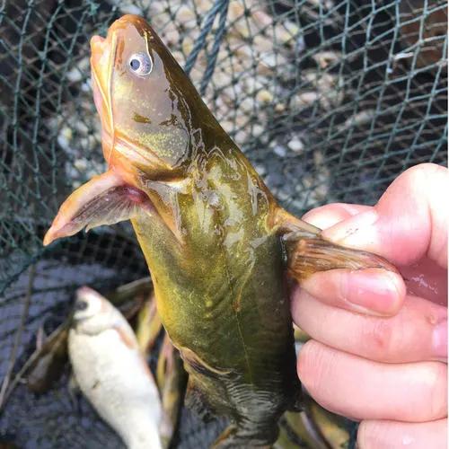 野钓昂刺鱼用什么饵,桥筏钓昂刺要不要打窝