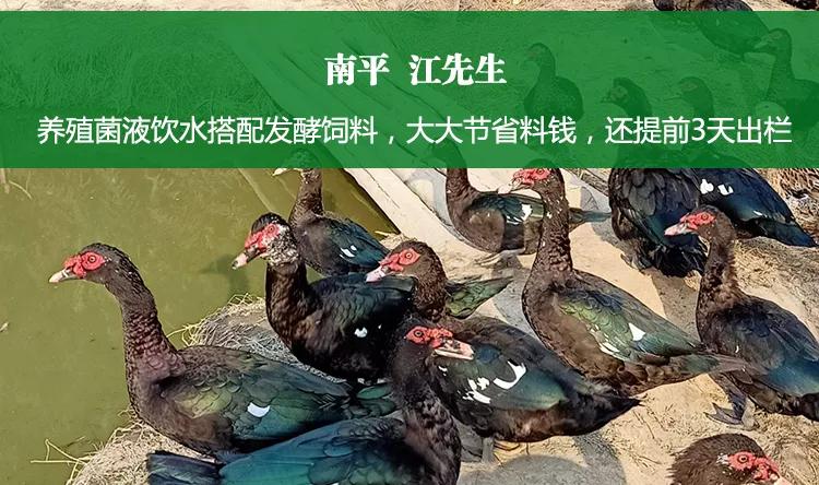 当前养殖业对益生菌的误解,养殖专用的益生菌