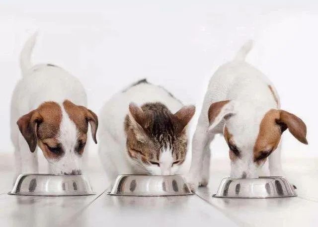 提高抵抗力的宠物食品,增加宠物抵抗力吃什么食物