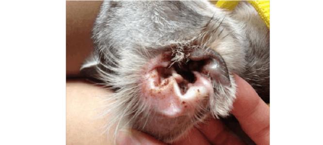 猫猫耳螨怎么治疗最好,在家怎么治疗喵咪耳螨