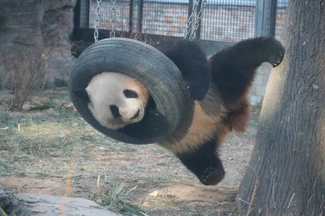 熊猫被绳子吊七个小时没人发现,熊猫被卡轮胎