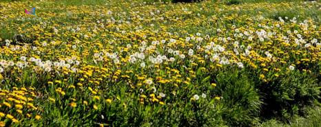 南北极气候为什么不一样,南北极海洋有何区别