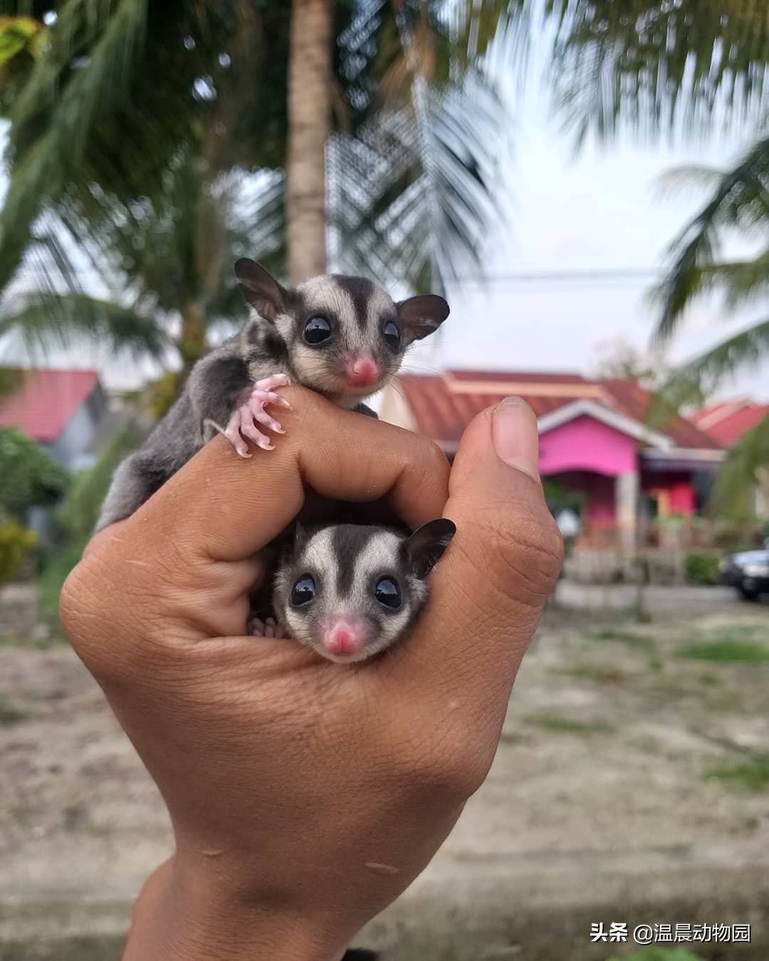 蜜袋鼯怕人怎么克服,蜜袋鼯刚到家怕狗