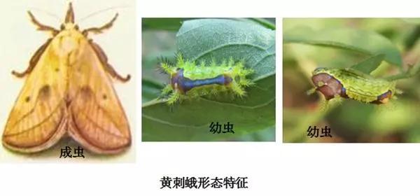 樱桃防治虫害的方法,樱桃虫害防治绝招