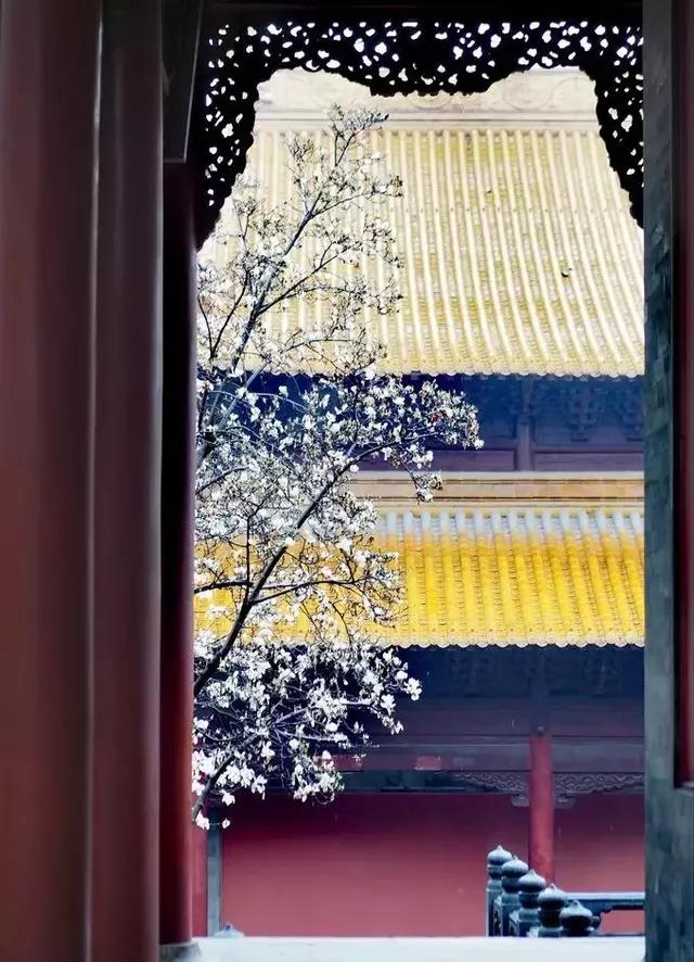 南京的春天,南京的春天视频