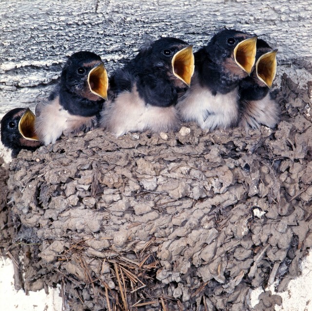 四喜临门的喜事,喜事临门的六个预兆