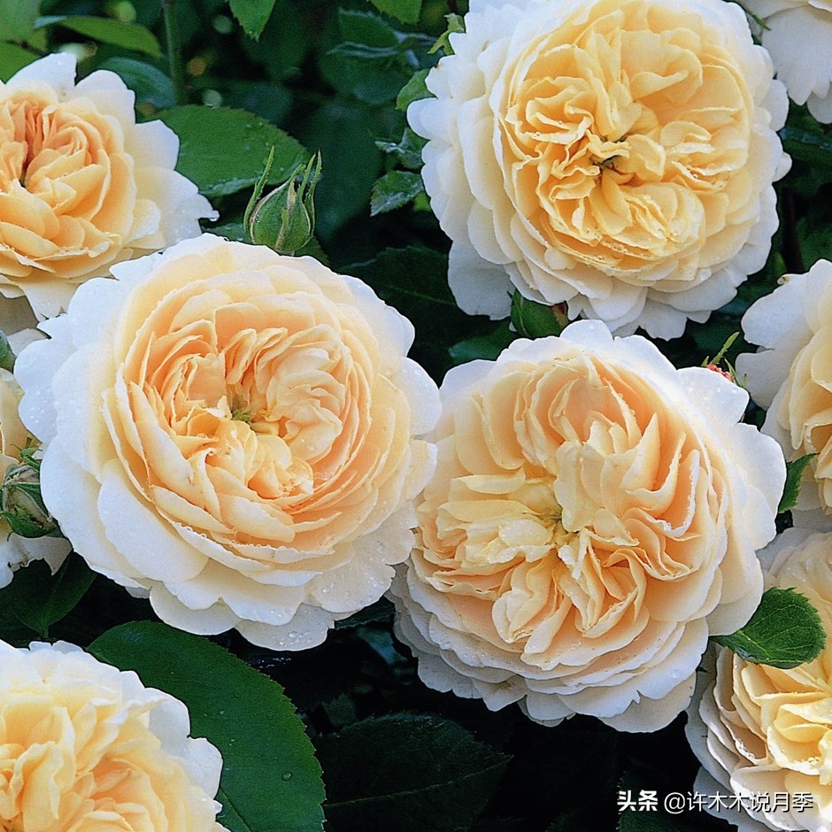 月季为什么不开花和品种有关系吗,买回来的月季不长花骨朵怎么办