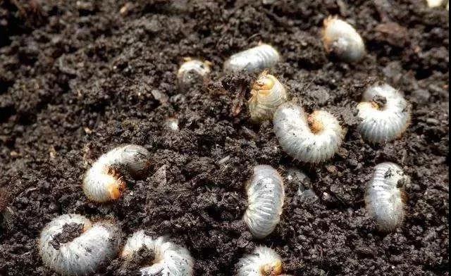 北方常见的昆虫科普知识大全集,南方动植物昆虫实物图鉴