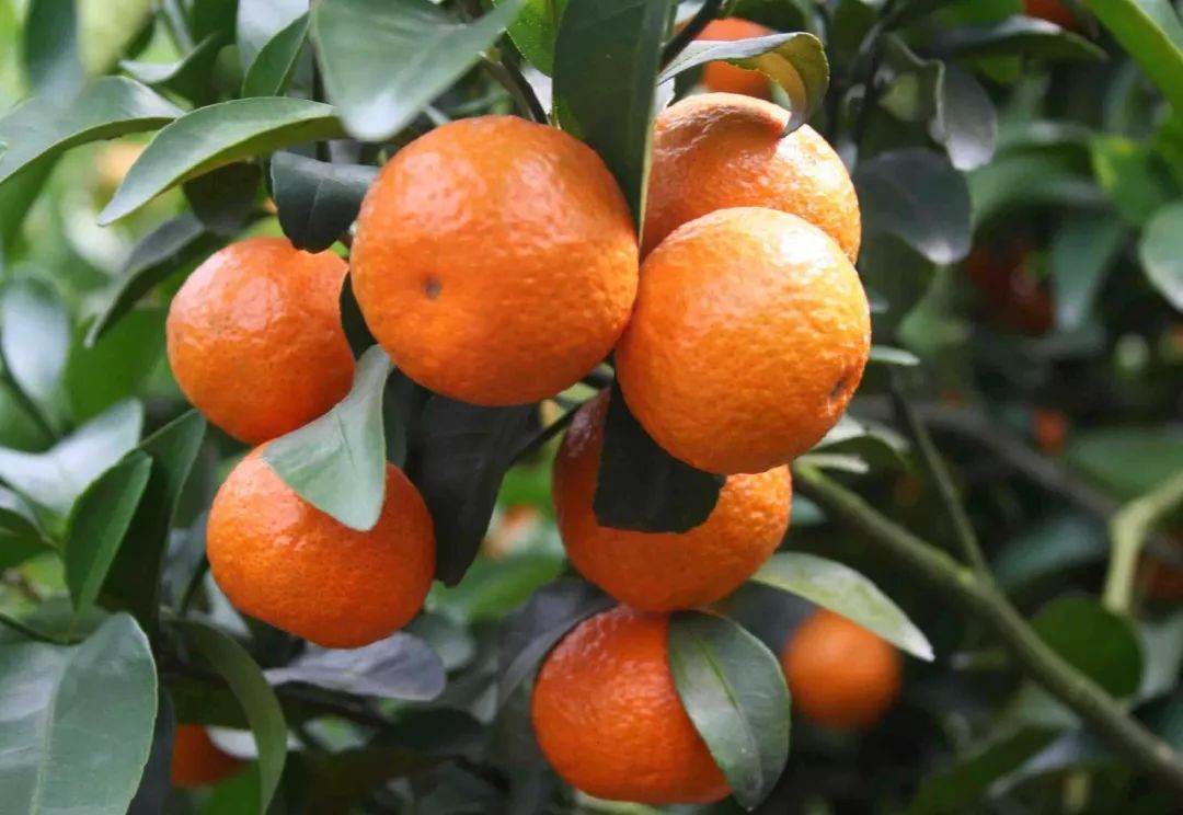 柑橘早发芽的办法,柑橘的五大坑