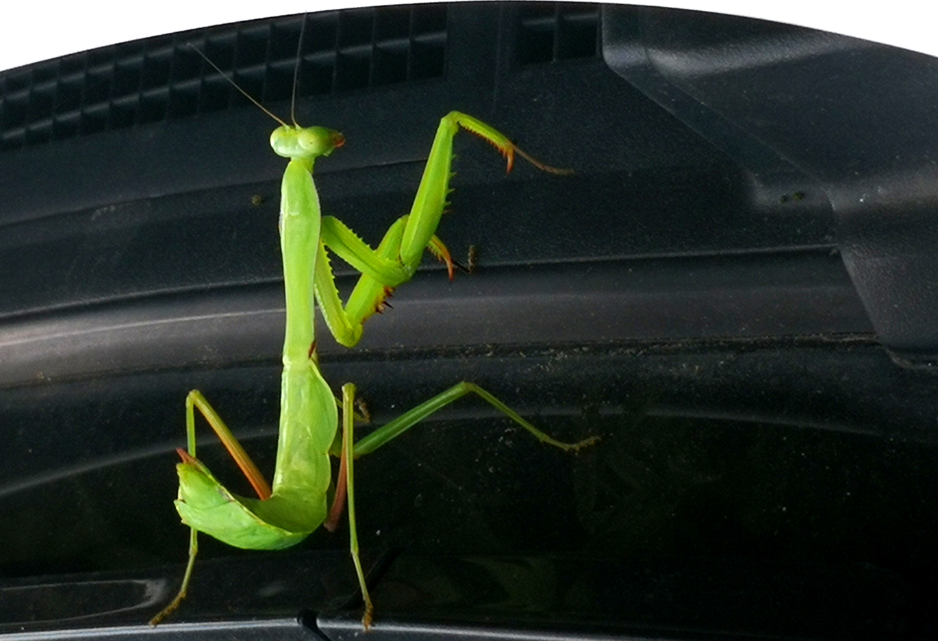 自炒茶叶纯天然,云南茶传统柴火手工炒茶