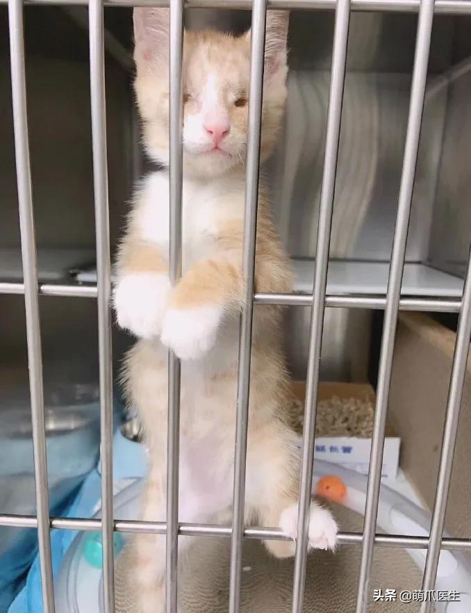 双目失明的猫怎么养,双目失明的猫有哪些