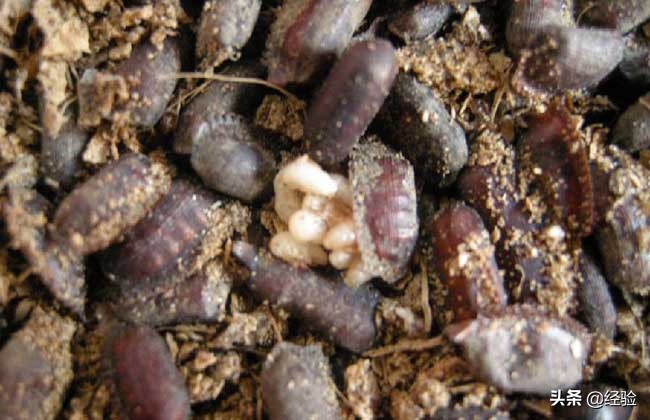 土元养殖技术,土元的正确养殖方法