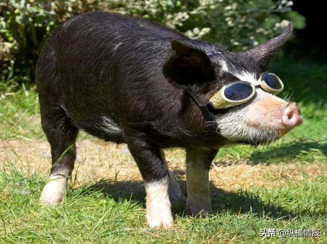 吃不胖的飞天猪,美国吃不起猪肉的人