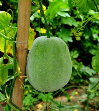 回忆的味道菜品,回忆的味道原版视频