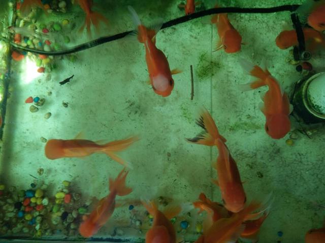 饲养观赏鱼需要哪些工具,使用鱼盆饲养金鱼前要做哪些准备