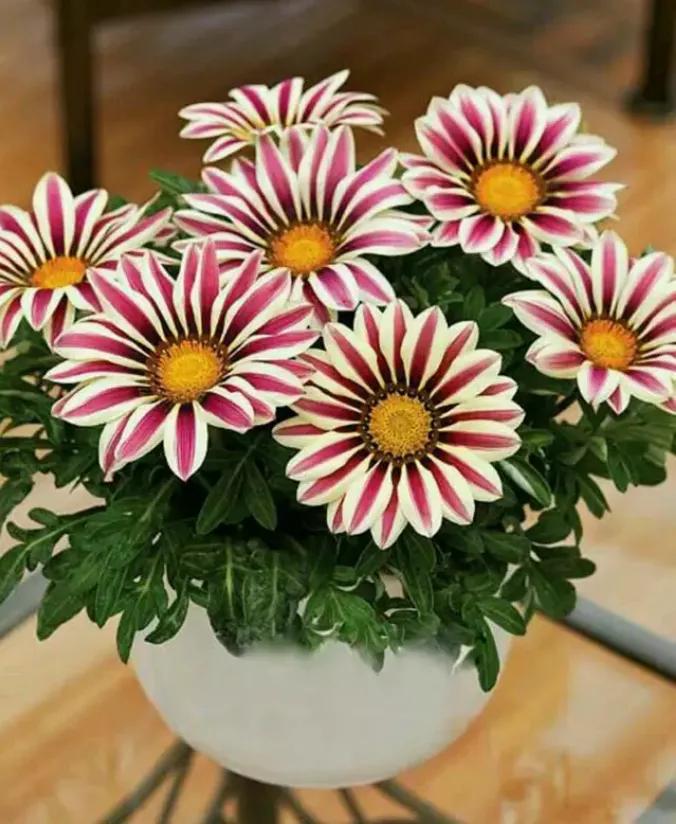 好养的盆栽花卉大全,人养花花