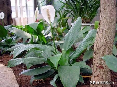 一帆风顺叶子发蔫怎么补救水培,一帆风顺黄叶怎么补救最快方法