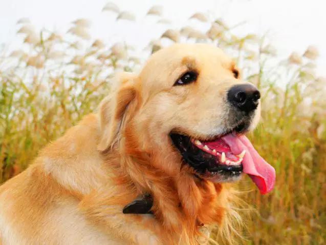 45种狗狗,45种狗类