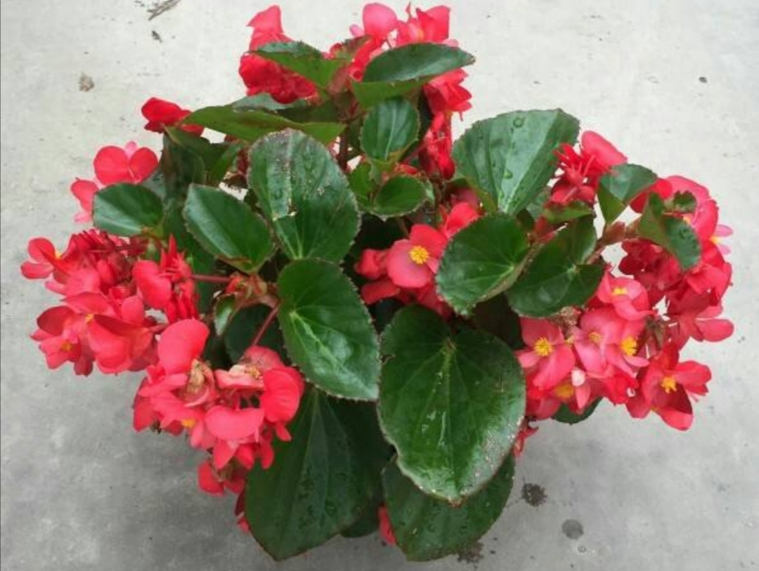 四季海棠开花后怎么处理谢的花,室内宜养的花海棠四季开花吗