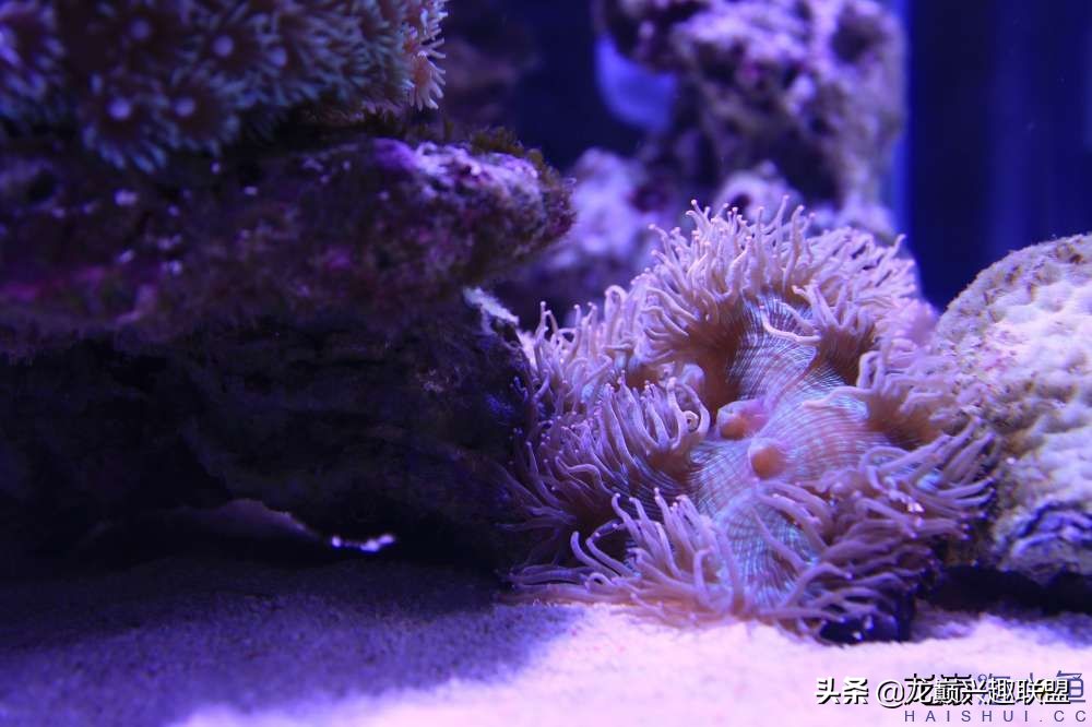 从零开始玩海缸的方法,从零开始玩海缸全过程