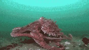 章鱼可能是最接近外星物种的生物 (章鱼真的是外星物种吗)