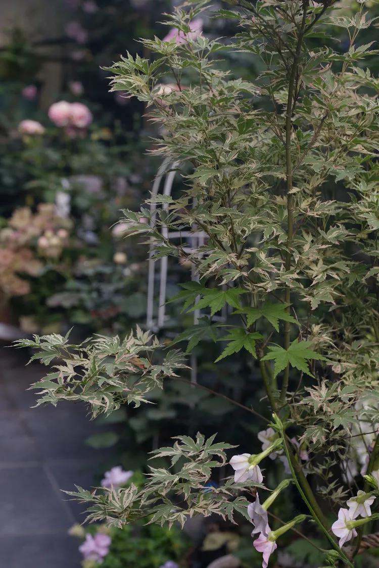 三年前买了套绿地110平三房130万,三年前耗资百万打造小院出售