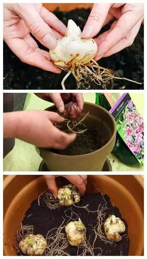 百合怎么样养得更持久,百合新手