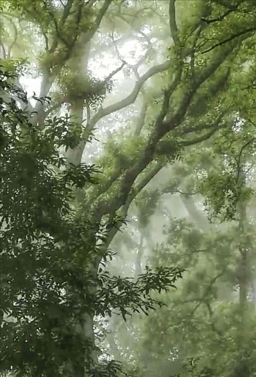 李向华肥西,李向华鹤山图片