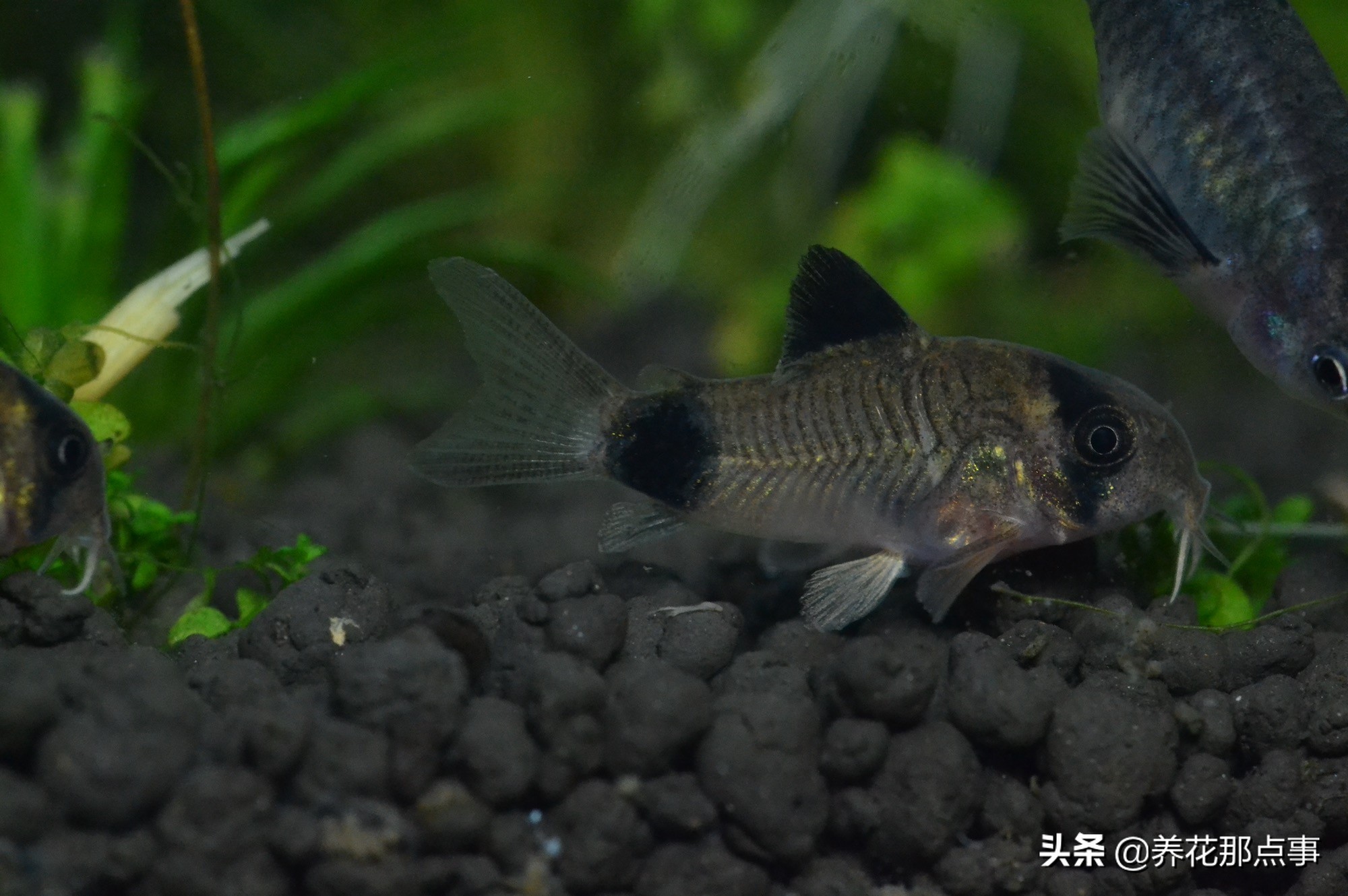 热带鱼好养新手入门推荐大缸,热带鱼最好养活又漂亮