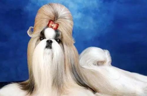 45种狗狗,45种狗狗很难得一见你认识几种