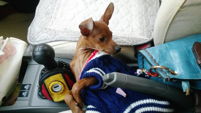 伸舌头的小鹿犬,爱洗澡的小鹿犬