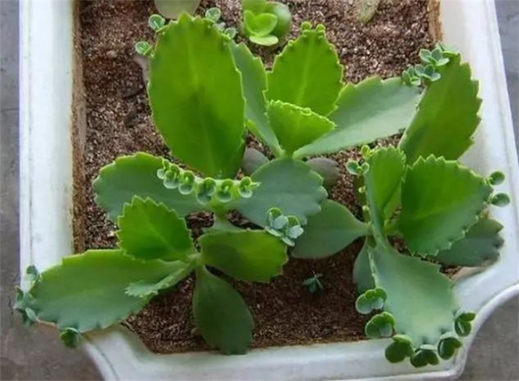 落地生根不死鸟多肉,多肉不死鸟怎么养能爆盆