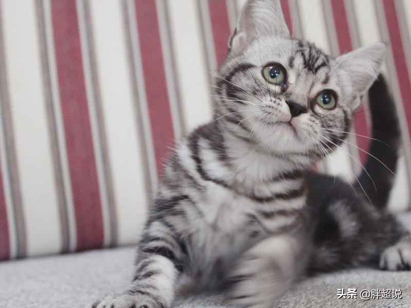 英短得了猫癣怎么办,猫猫藓严重有什么方法解决