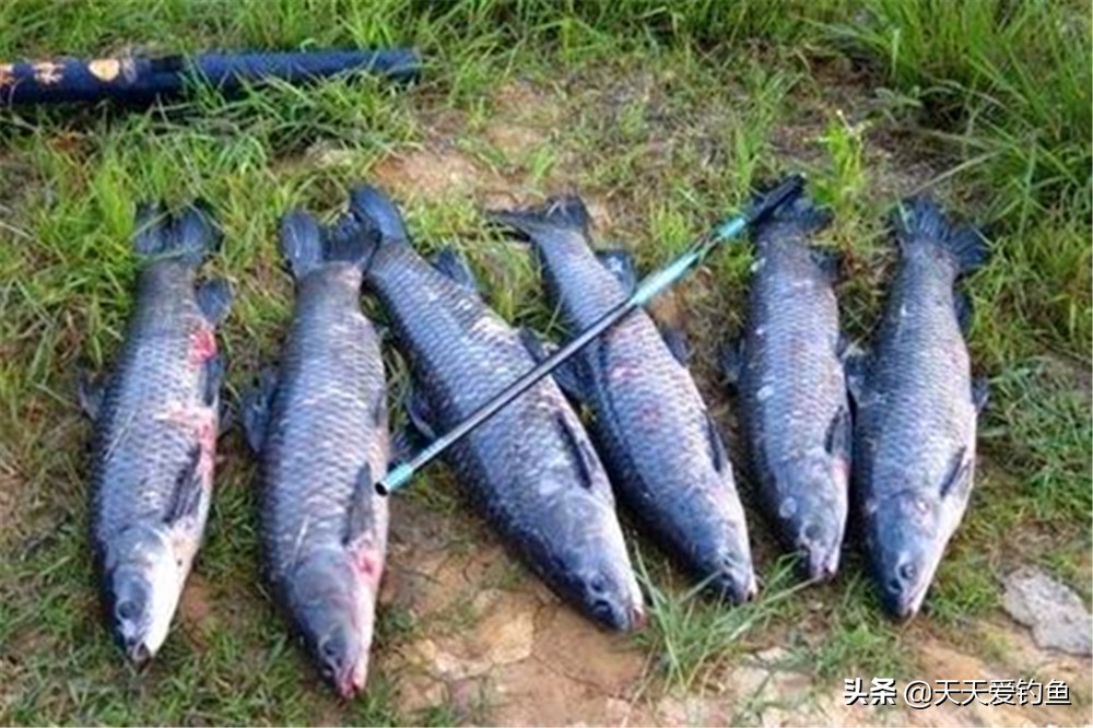 钓青鱼带钩调漂的正确方法与技巧,钓青鱼调漂怎么一钩到底